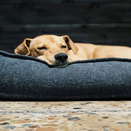 Paw Bed 1